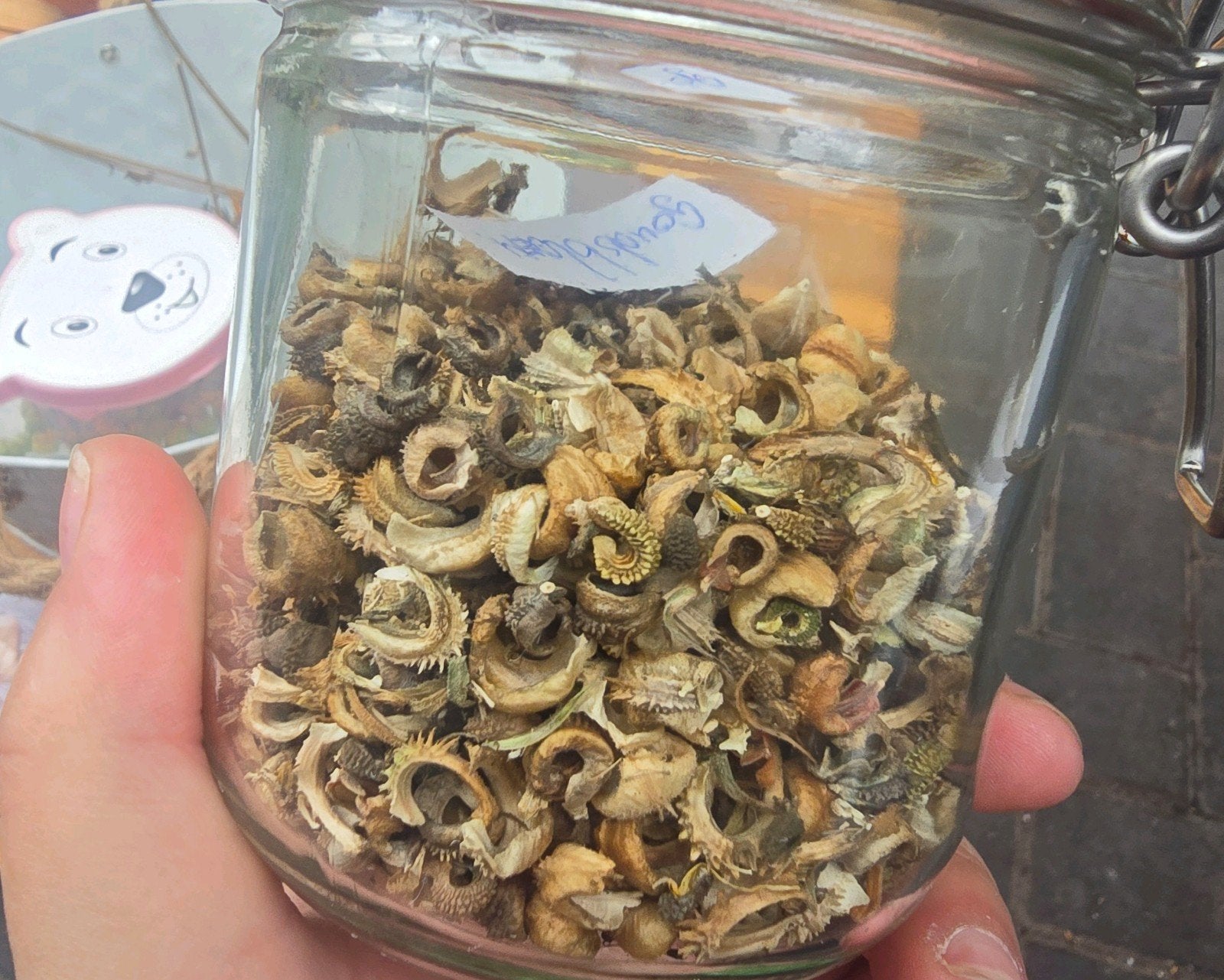 Calendula goudsbloem zaden biologisch verschillende kleuren, Ophalen, Minder dan 100 cm