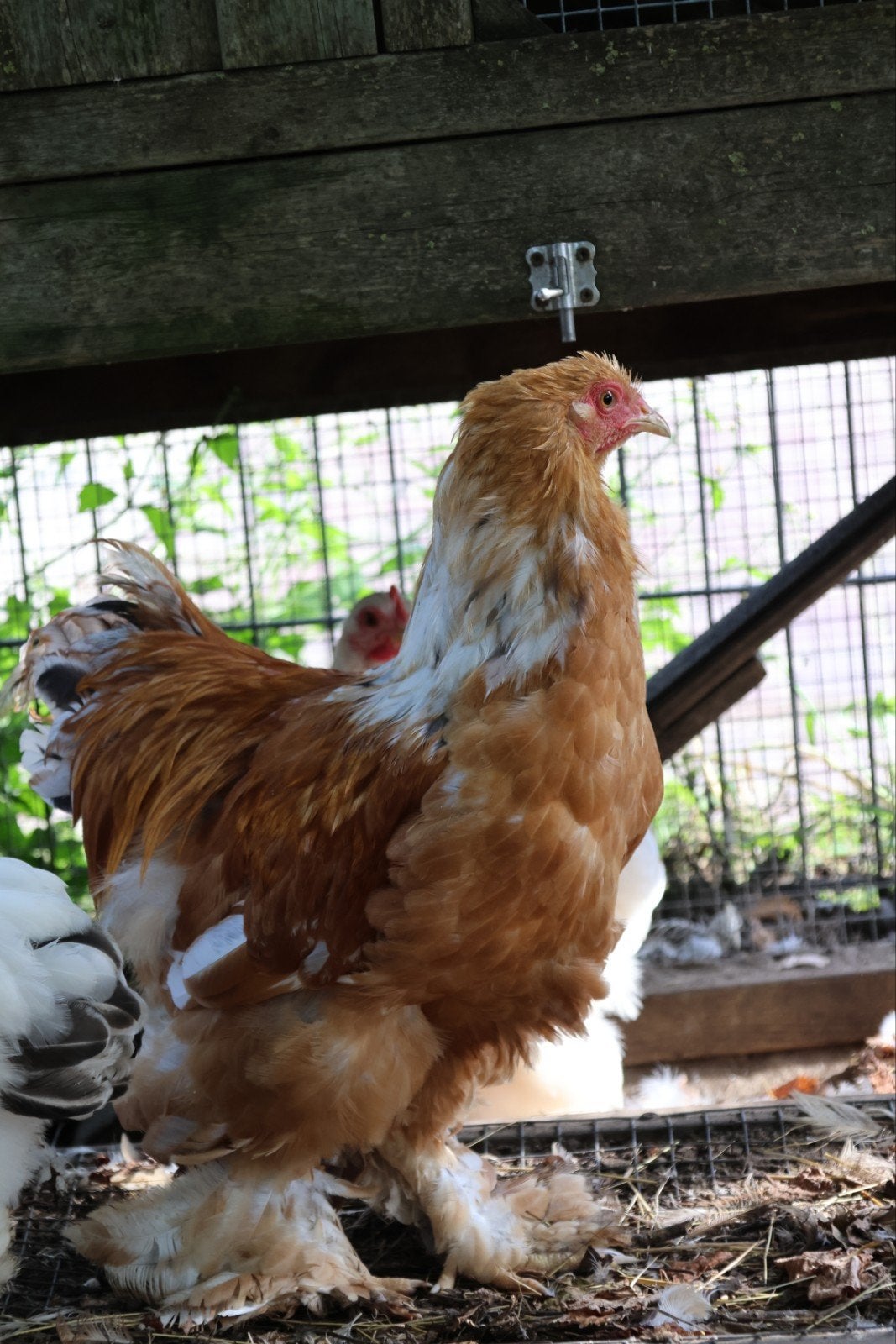 jonge brahma haan, Dieren en Toebehoren, Mannelijk, Kip