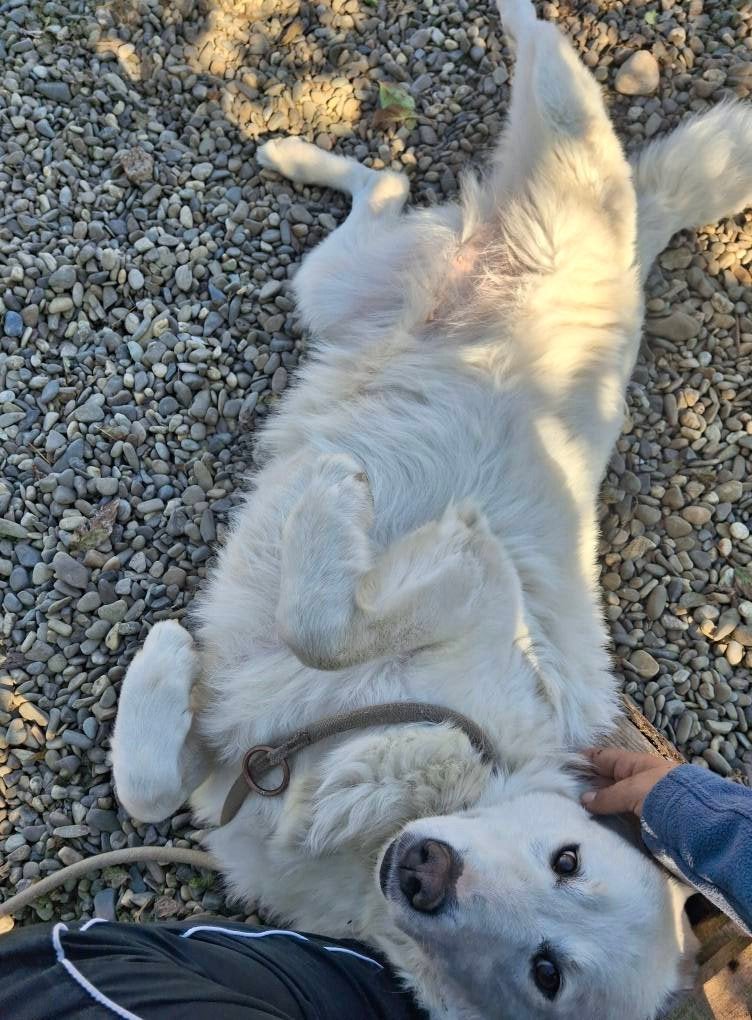 Labrador mix Teefje, Dieren en Toebehoren, Particulier, Buitenland, Teef, Groot