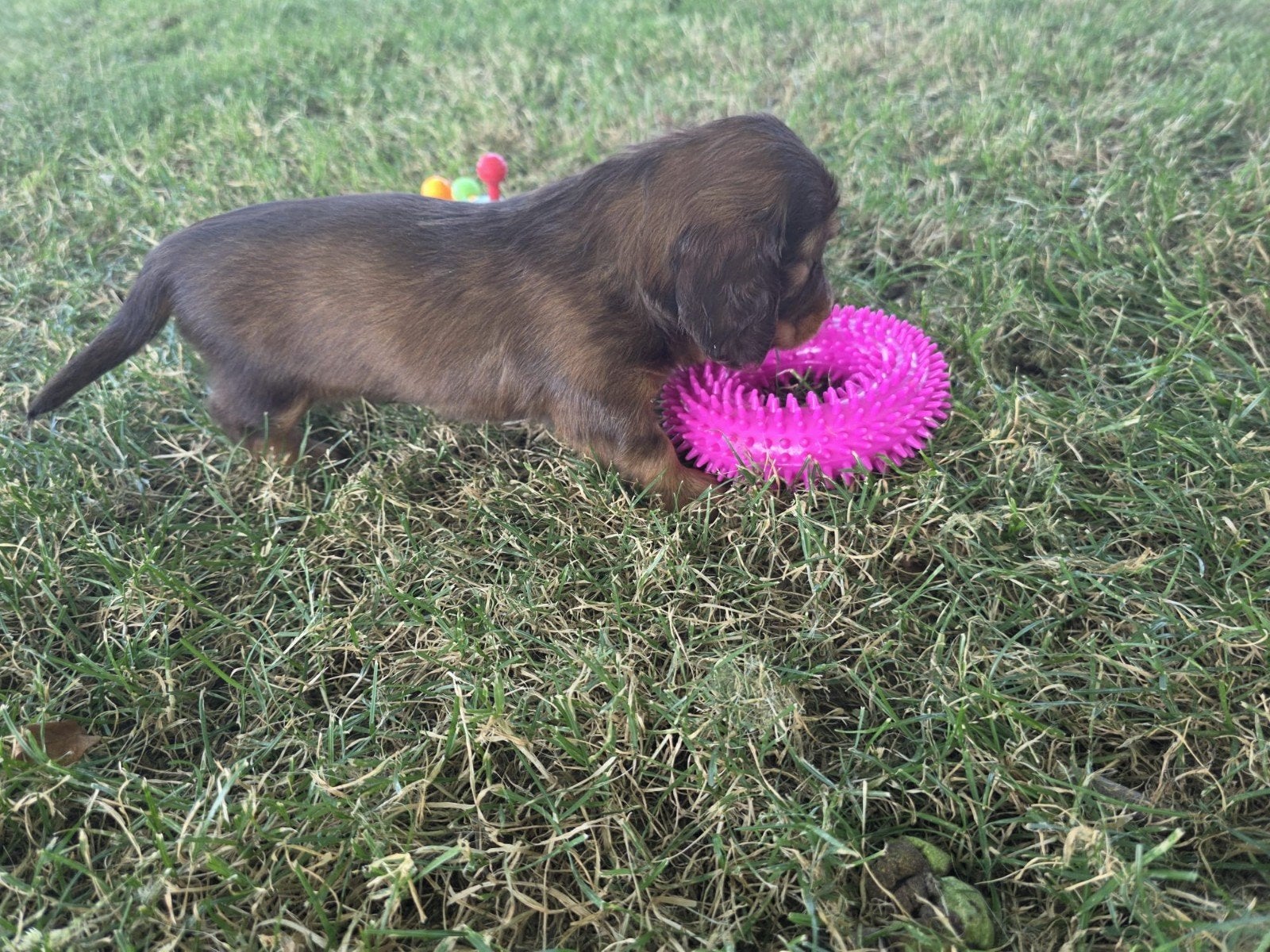 Dwerg teckel pup reutje choco & tan, Dieren en Toebehoren, Reu, Dwerg, Langhaar, Eén hond