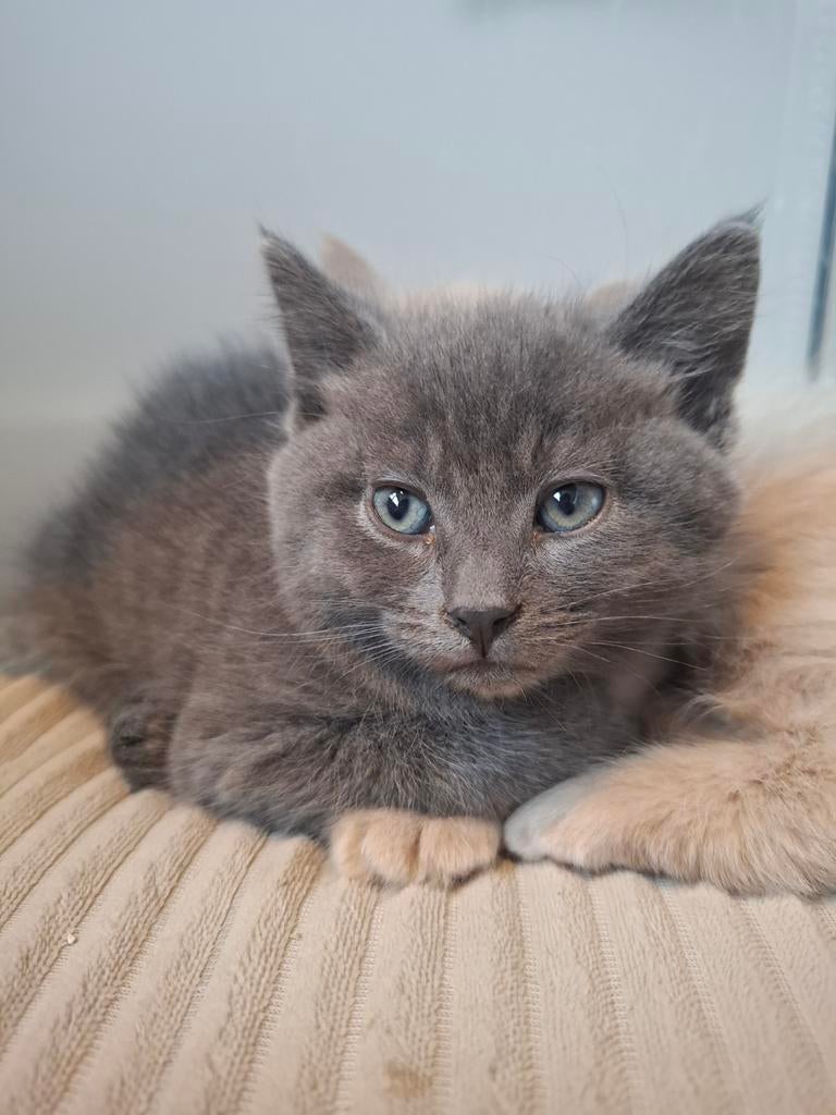 Gereserveerd, Poes, Kortharig, 0 tot 2 jaar