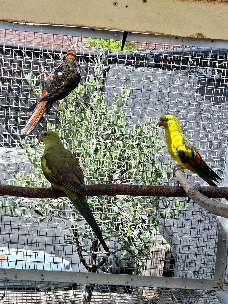 Koppel bergparkieten, Meerdere dieren, Parkiet, Geringd