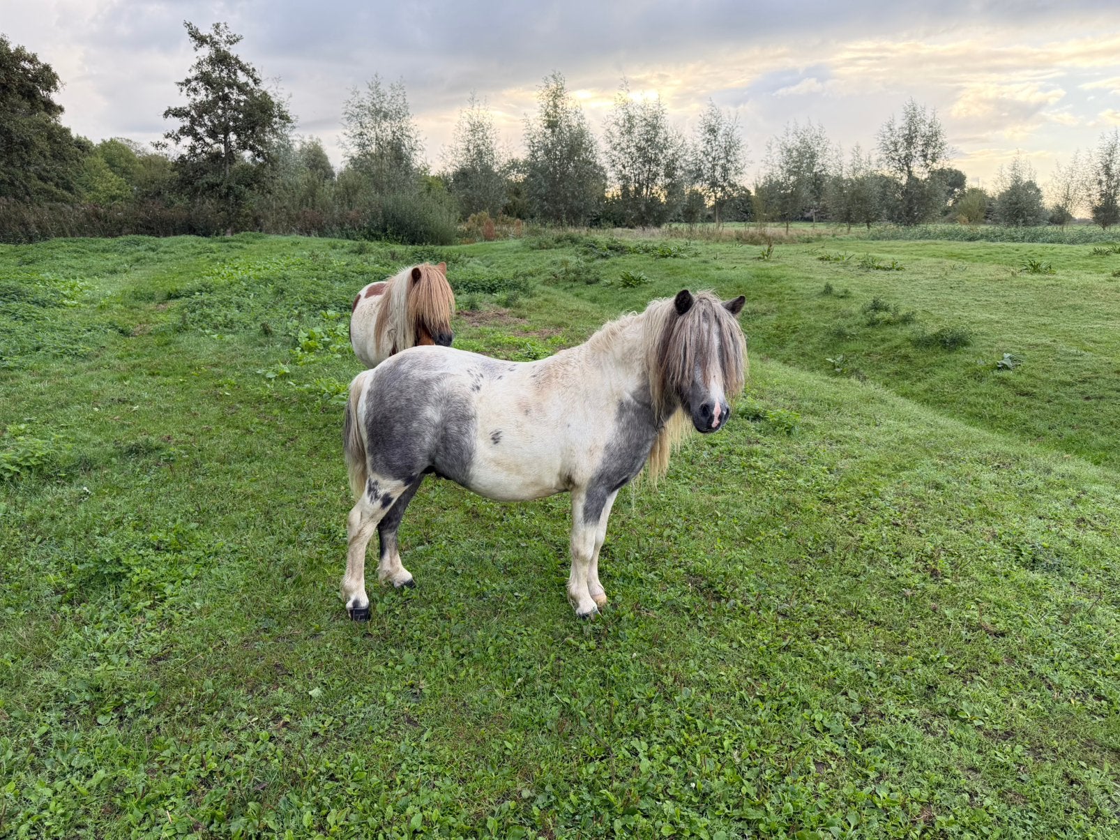 Prachtige vosschimmelbonte shetland hengst. Stamboek, 2jaar, Dieren en Toebehoren, Met stamboom, Niet van toepassing, 0 tot 2 jaar