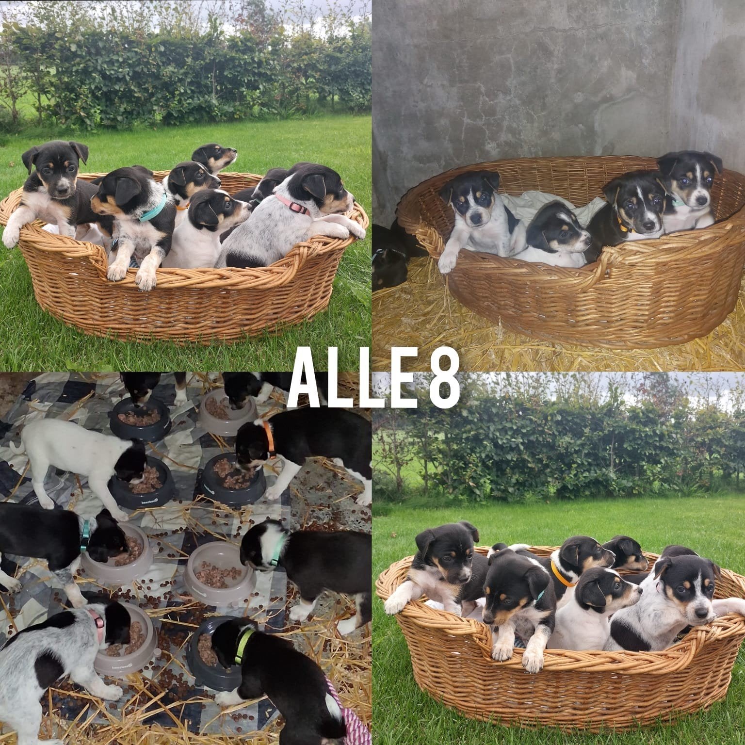Boerenfox Puppies, Dieren en Toebehoren, 8 tot 15 weken, Meerdere, Meerdere dieren, Nederland
