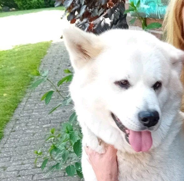 Japanse akita inu teefje.  Hondenoppas gezocht, 6 jaar of ouder, Parvo, Teef, Poolhond