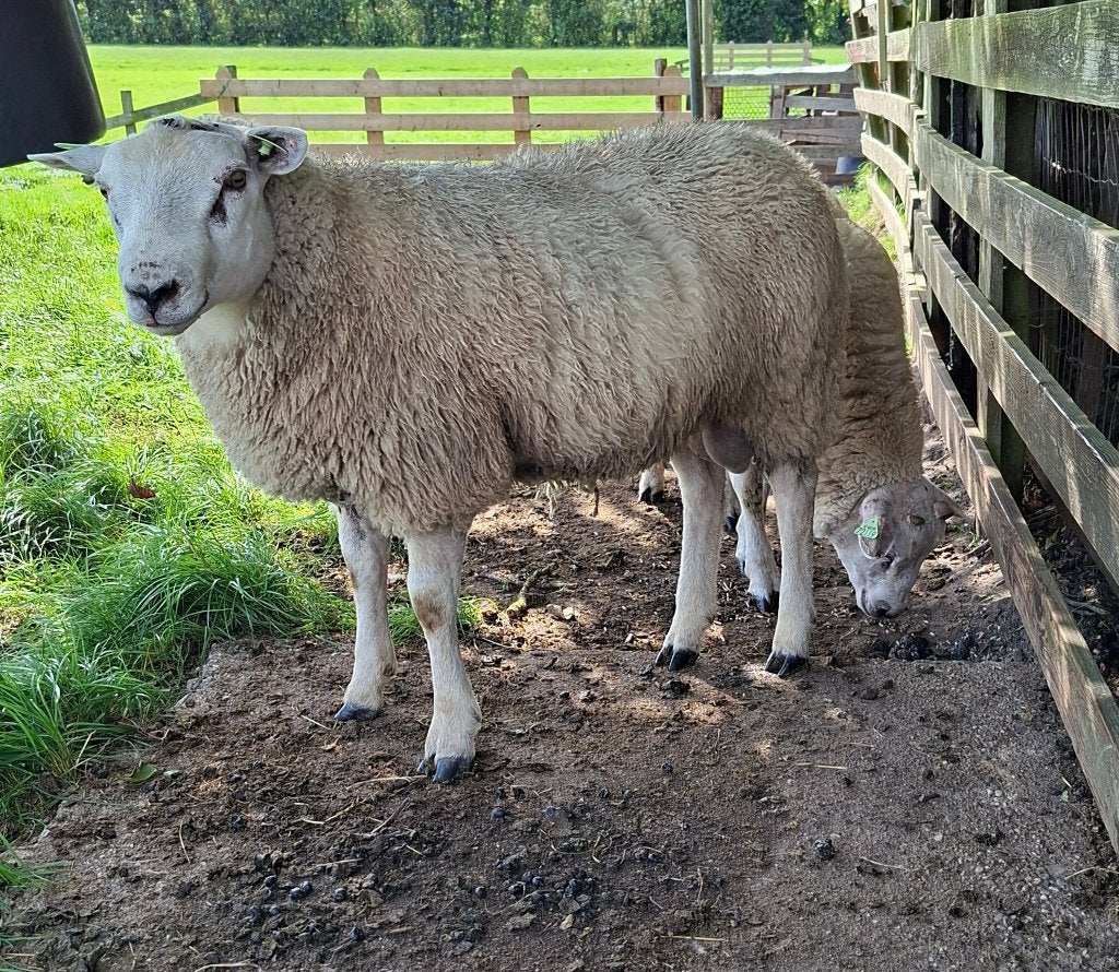 Texelaar X Finslandras = "Noordhollander" ras, Mannelijk, Schaap