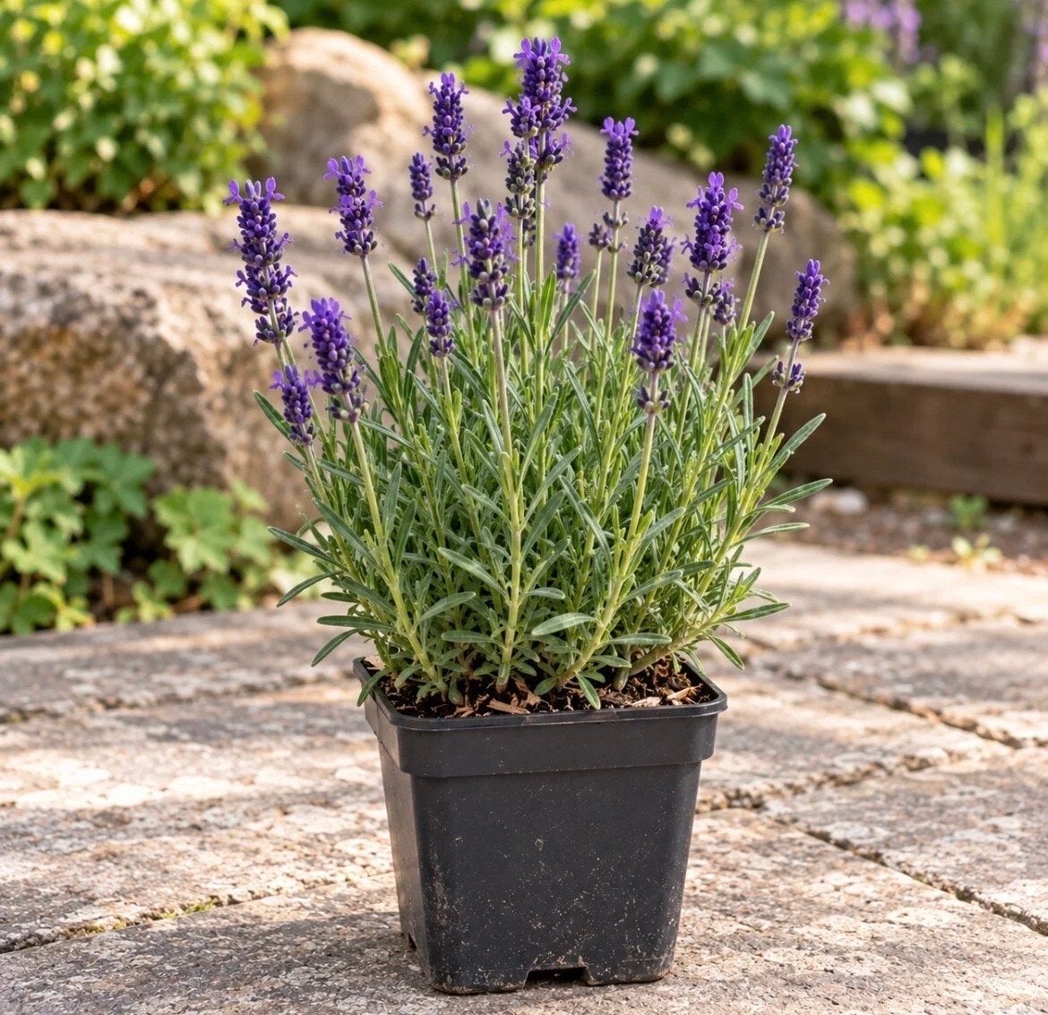 Lavandula Hidcote P9 - 24 stuks voor 36 euro (Actie!), Tuin en Terras, Overige soorten, Volle zon, Vaste plant, Ophalen of Verzenden