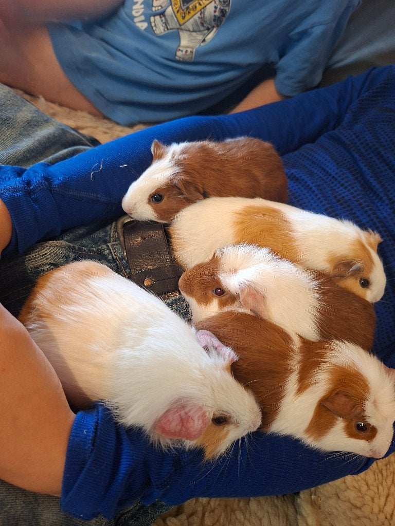 cavia's, Juli, Meerdere dieren, Cavia