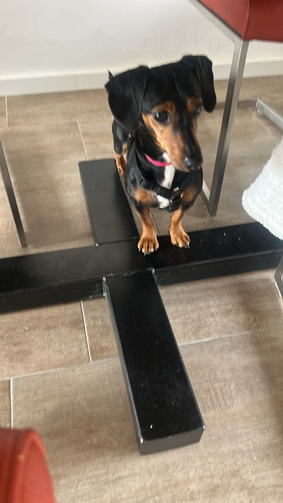 ter adoptie Lucky, Dieren en Toebehoren, CDV (hondenziekte), Korthaar, Teef, Dwerg