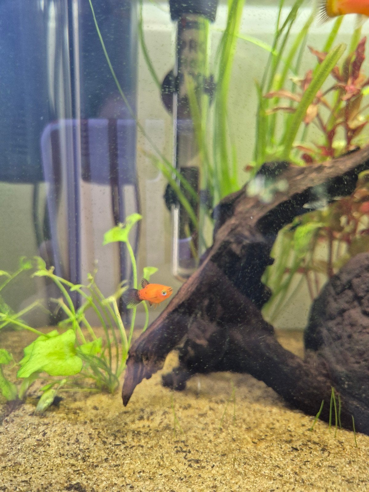 jonge platy's oranje / zwart gevlekt, Vis