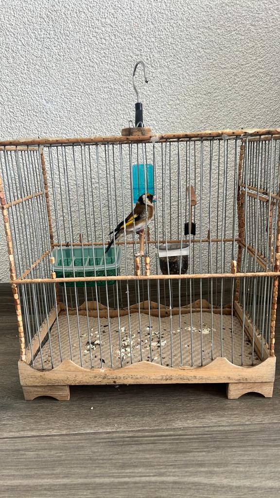 Parva putter man 2025, Dieren en Toebehoren, Mannelijk, Papegaai
