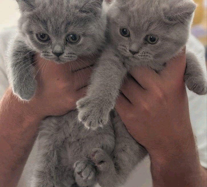 Britse korthaar kittens, Poes, Ontwormd
