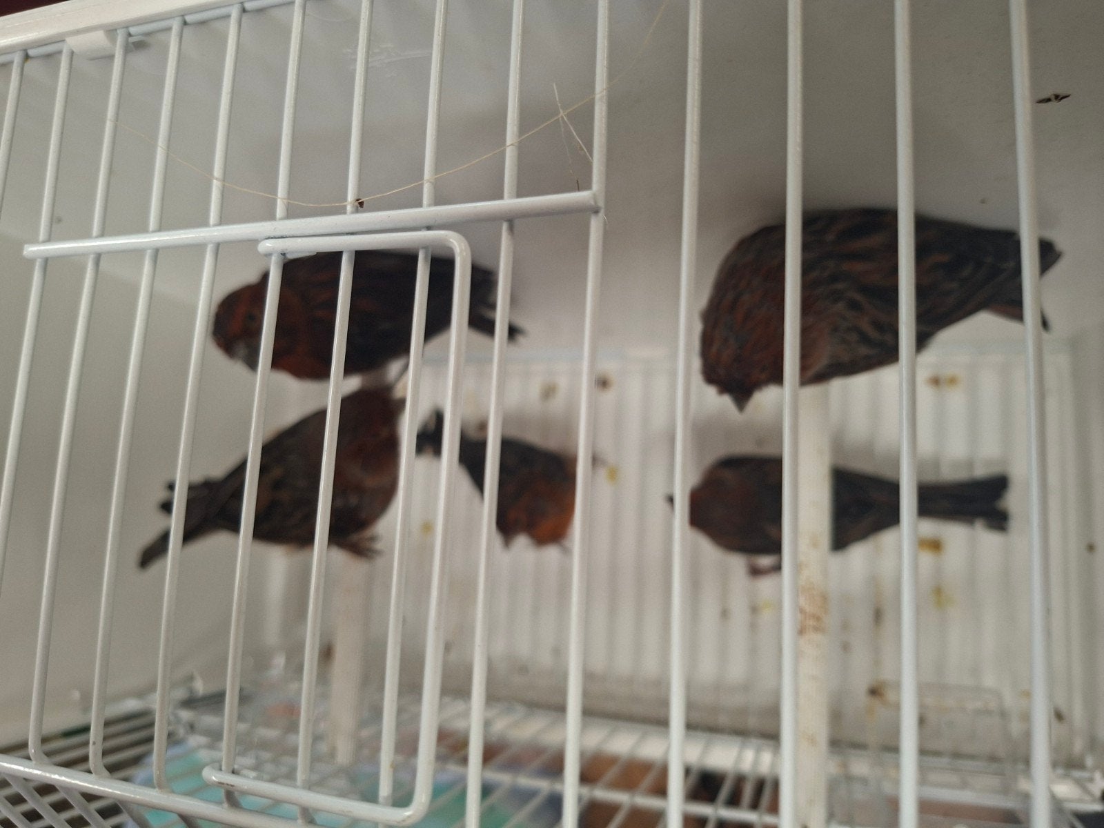 Zwart (kobalt) rood, Dieren en Toebehoren, Vogels | Kanaries, Meerdere dieren, Kleurkanarie