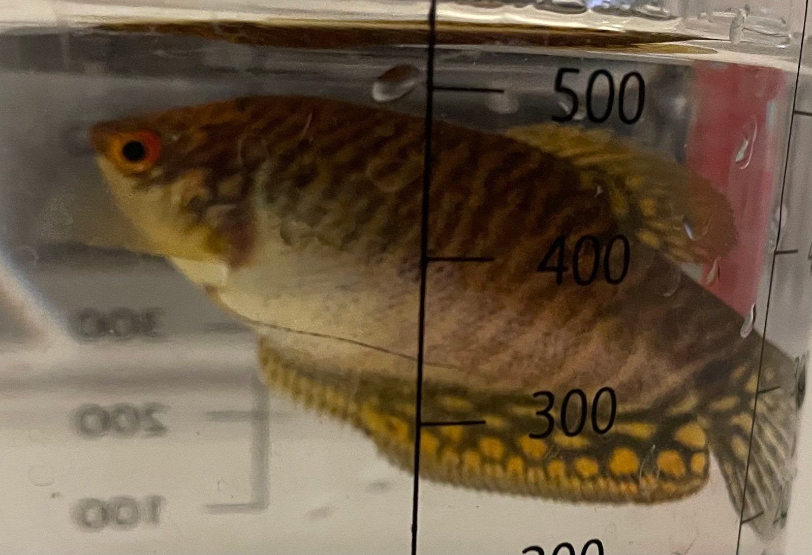 Goud gourami vrouwtje, Ophalen