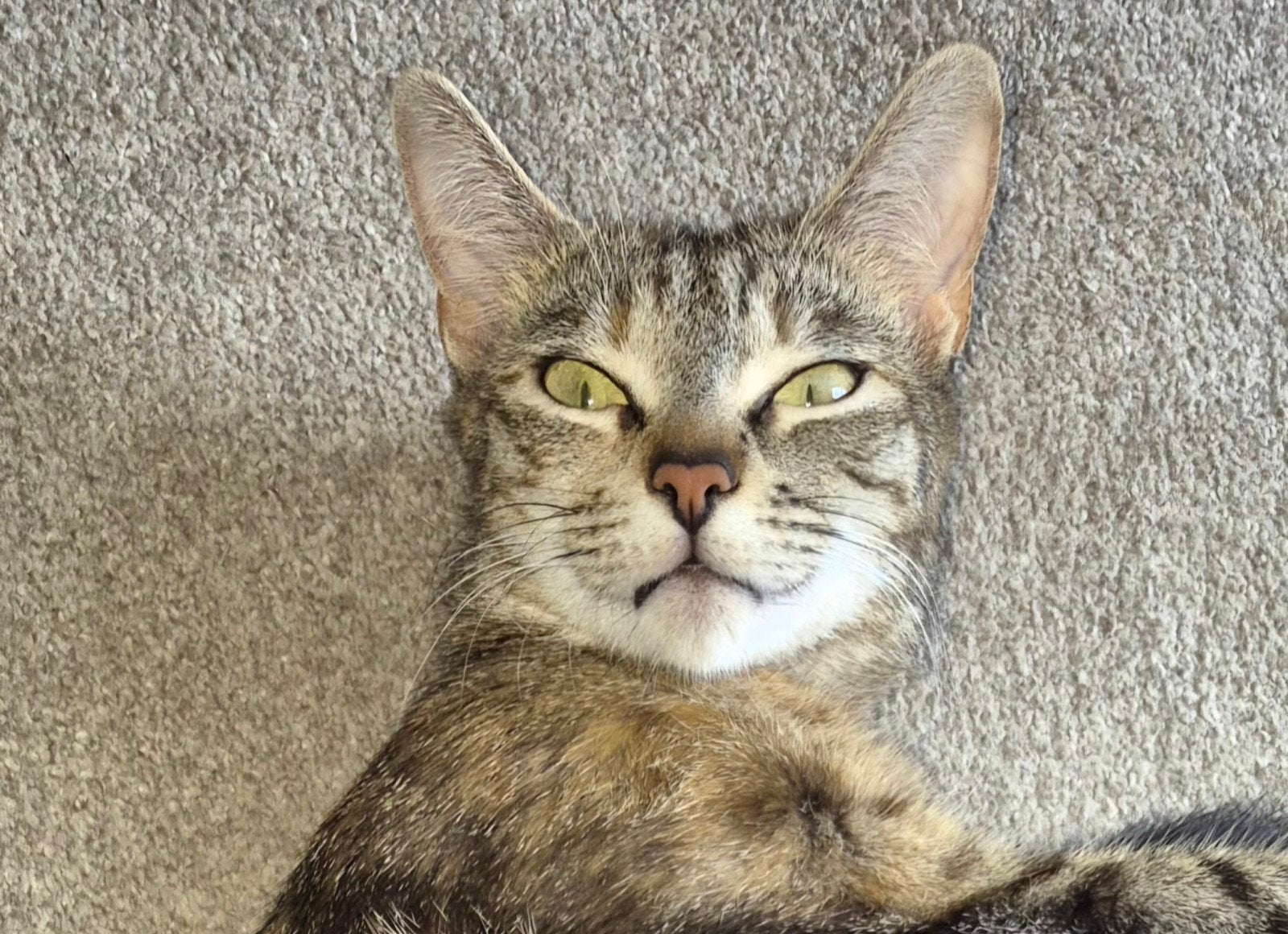 Ik zoek een gouden mandje voor onze lieve poes, Dieren en Toebehoren, Poes, 0 tot 2 jaar