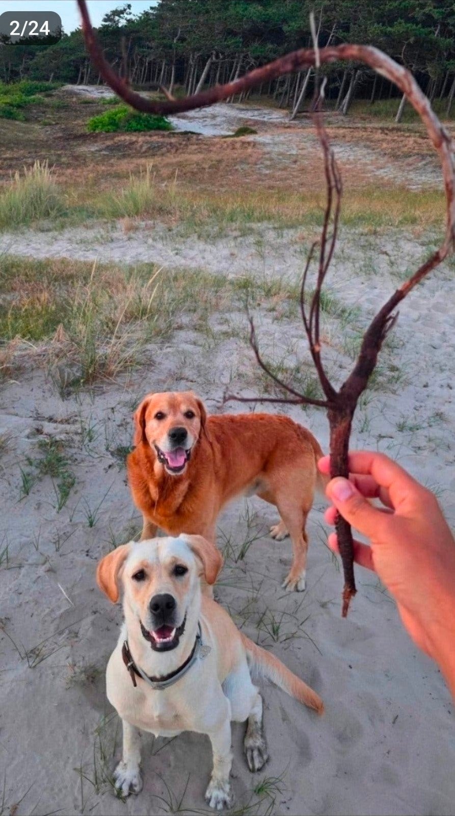 Lieve Goldador pups (Golden Retriever x Labrador), Parvo, 8 tot 15 weken, Meerdere, Meerdere dieren