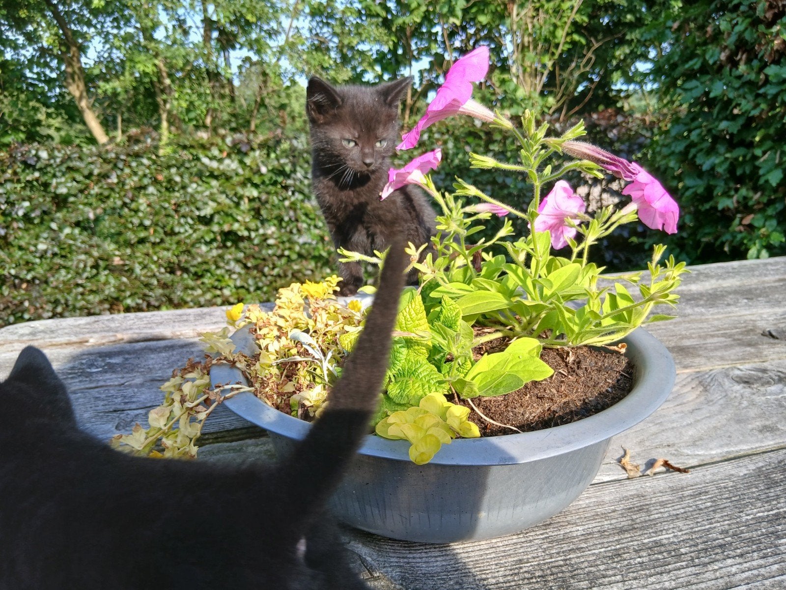 Mooie kittens-21 mei, Dieren en Toebehoren, Meerdere dieren