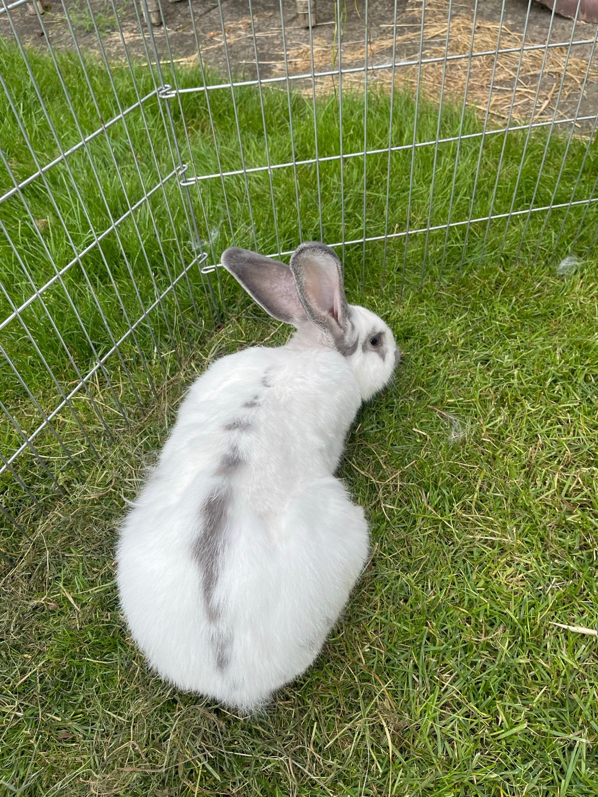 Te koop Lotharinger konijn rammetje, Dieren en Toebehoren, Mannelijk, Juli, Overige typen, Tam