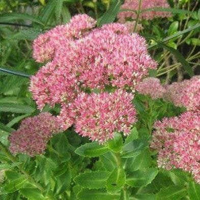 Hemelsleutel sedum vetkruid vaste tuinplant, Vaste plant, Halfschaduw, Herfst, Ophalen