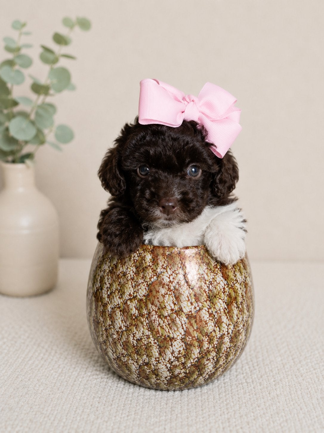 Maltipoo Pups X Toy poodle, 8 tot 15 weken, Parvo, Meerdere, Meerdere dieren