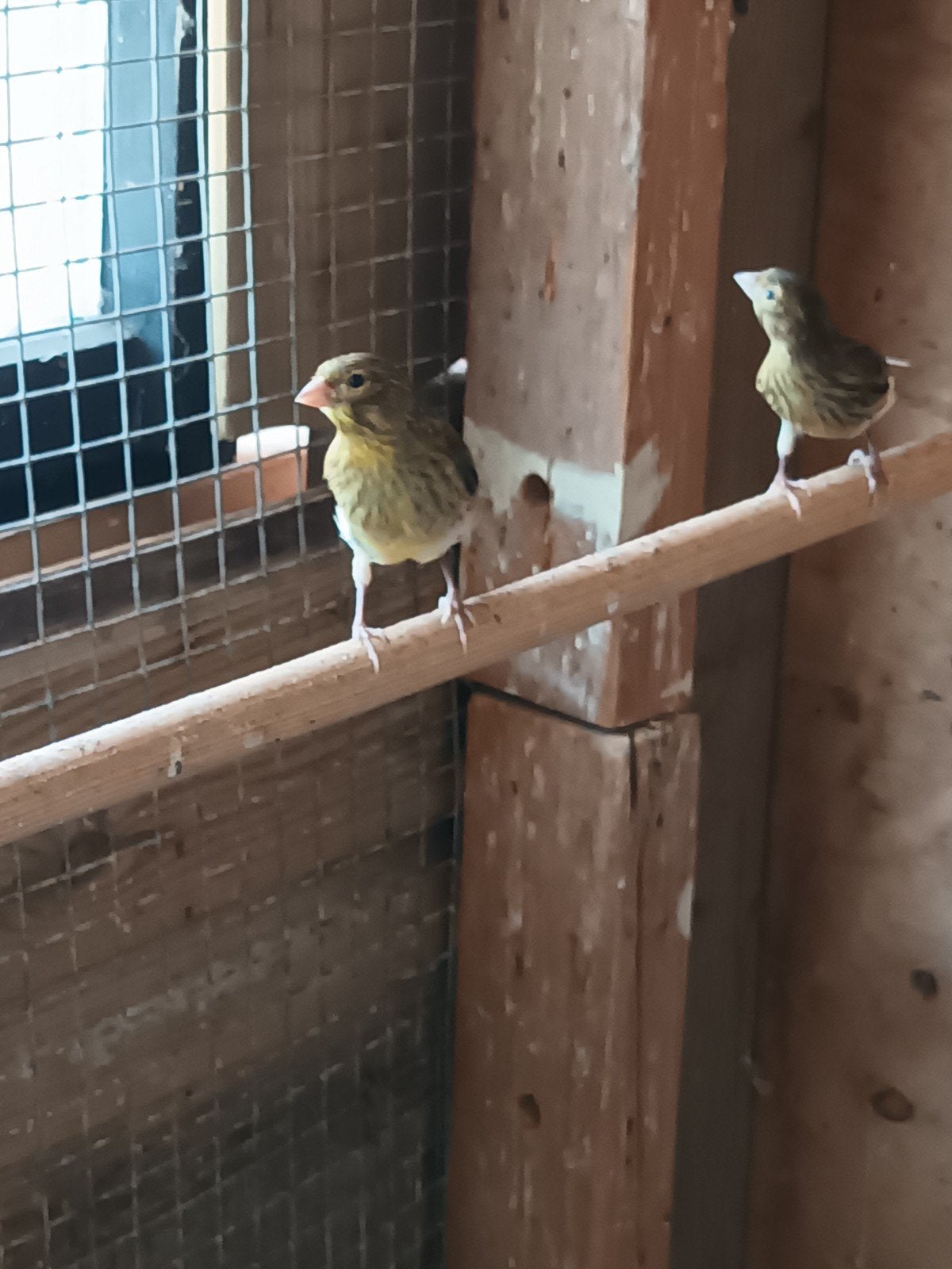 Jong kanarie, Meerdere dieren