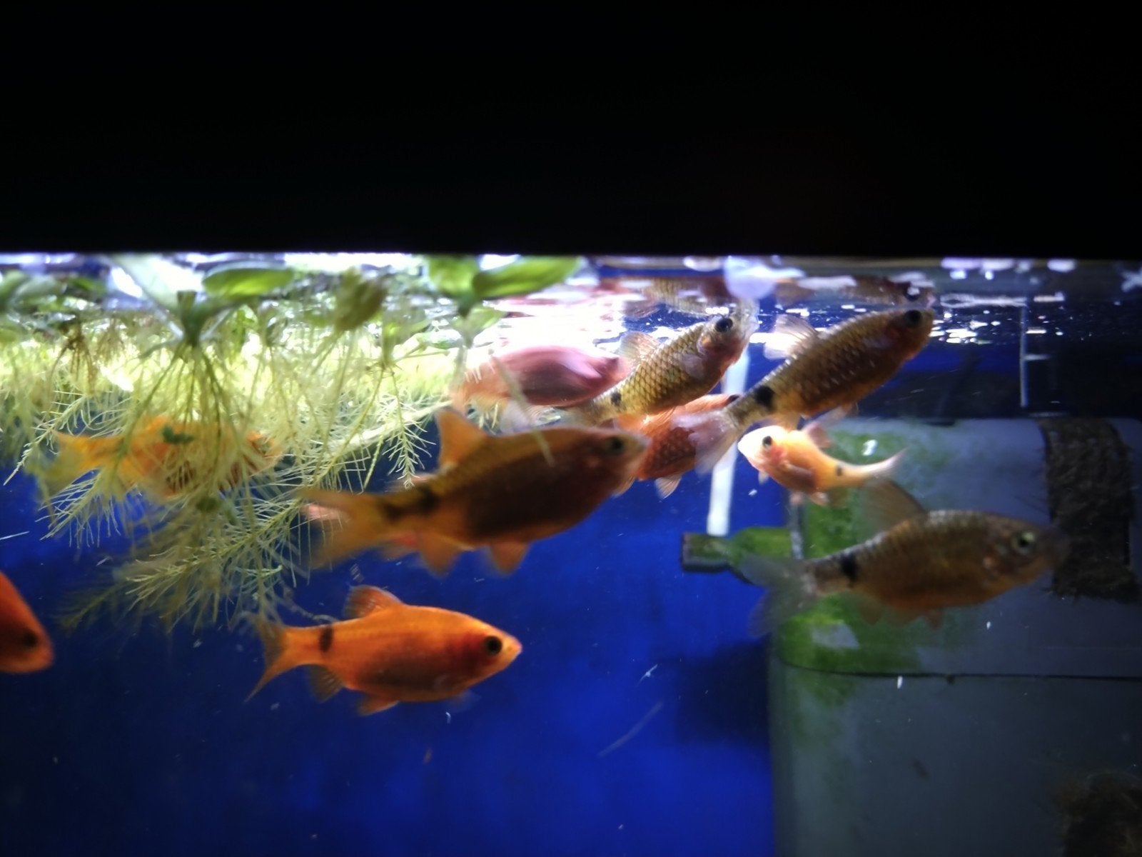 prachtbarbelen. 8 stuks., Vis, Zoetwatervis, Schoolvis