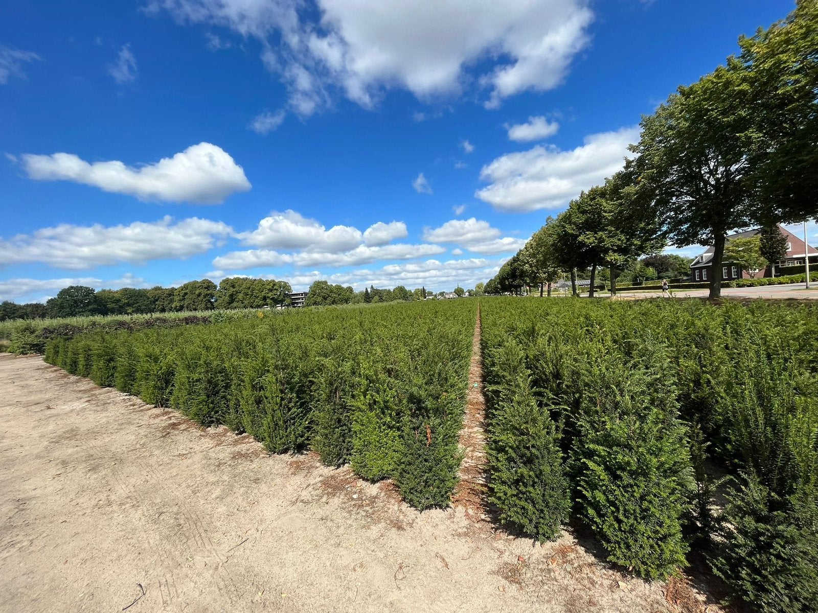 Taxus baccata - groenblijvend - zware kwaliteit, Ophalen of Verzenden, Taxus, Minder dan 100 cm