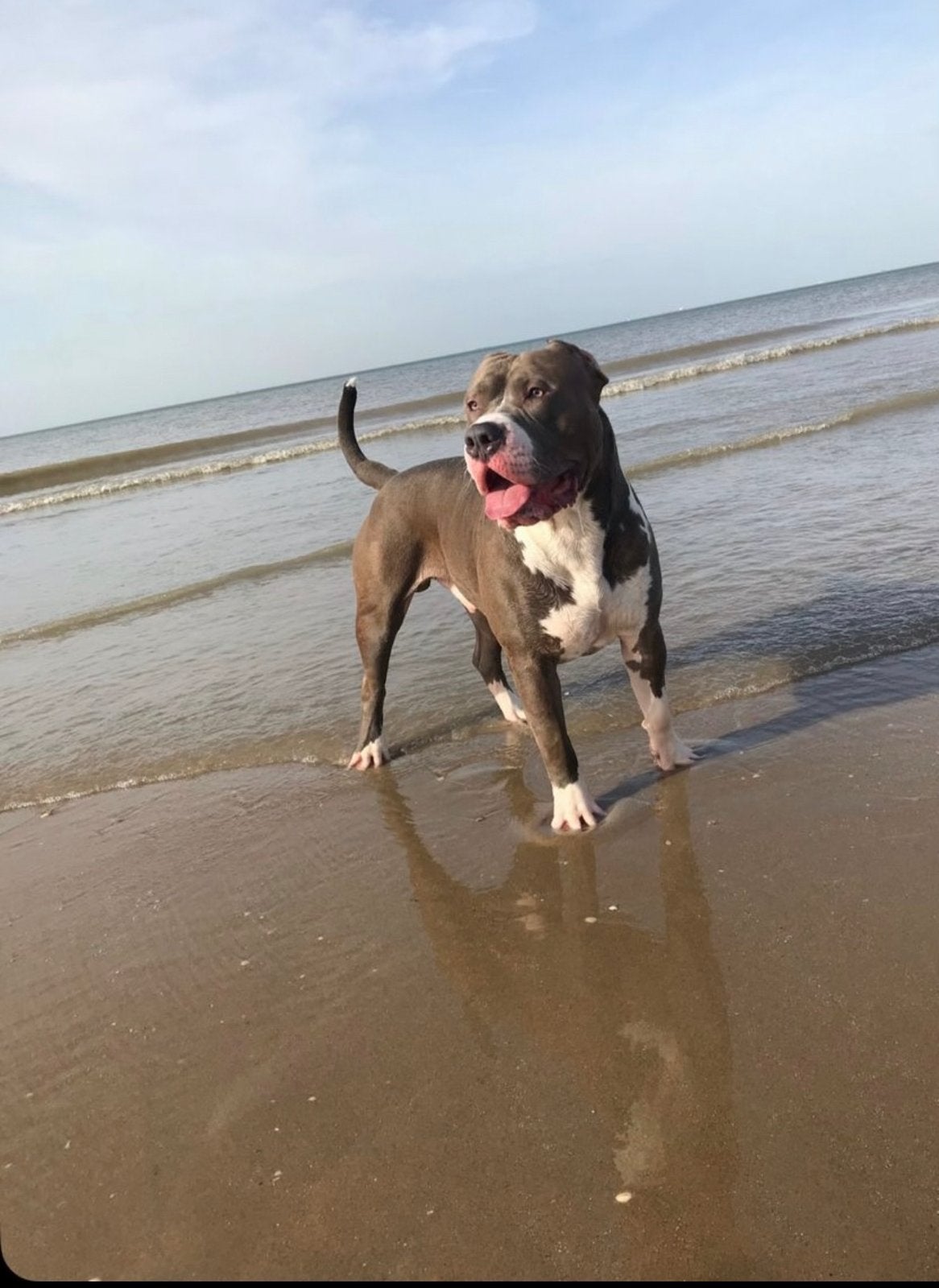 American Bully XL, 6 jaar of ouder, Particulier, Buitenland, Eén hond