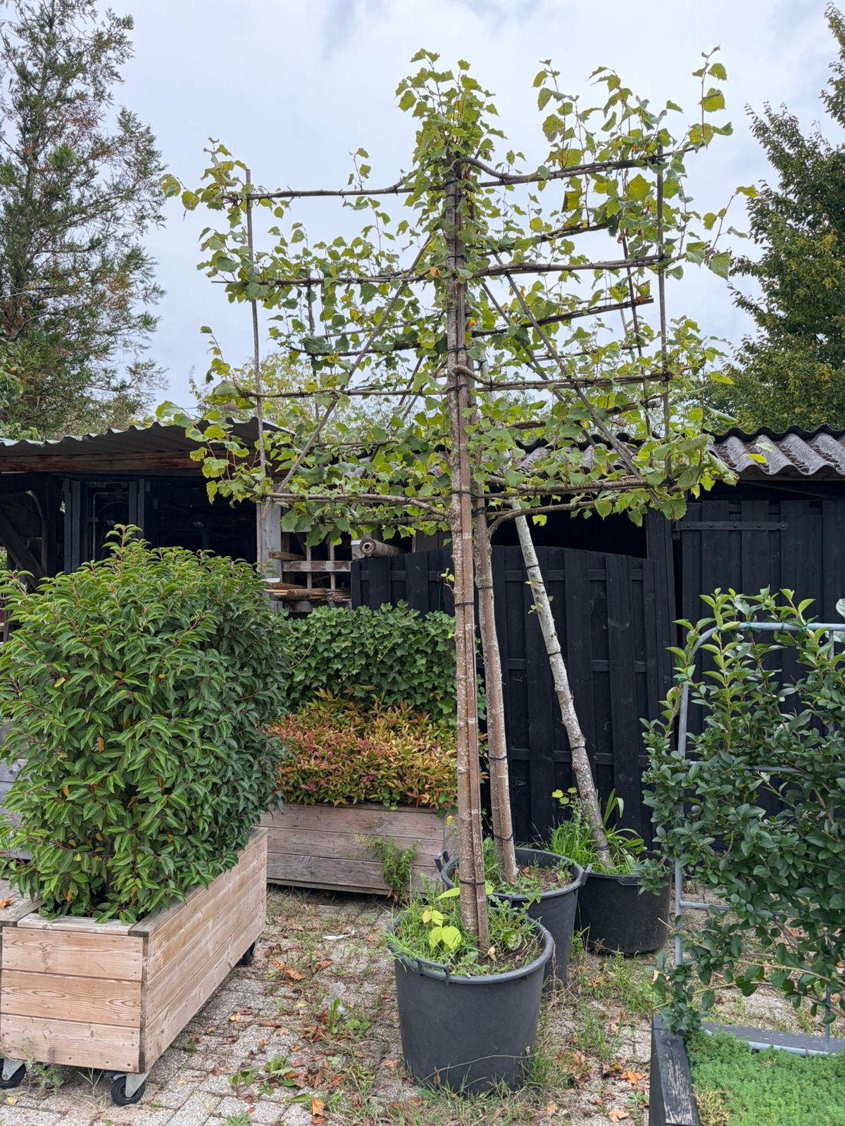 SALE Lei linden 2 stuks 150 cm stam €125,00 pst