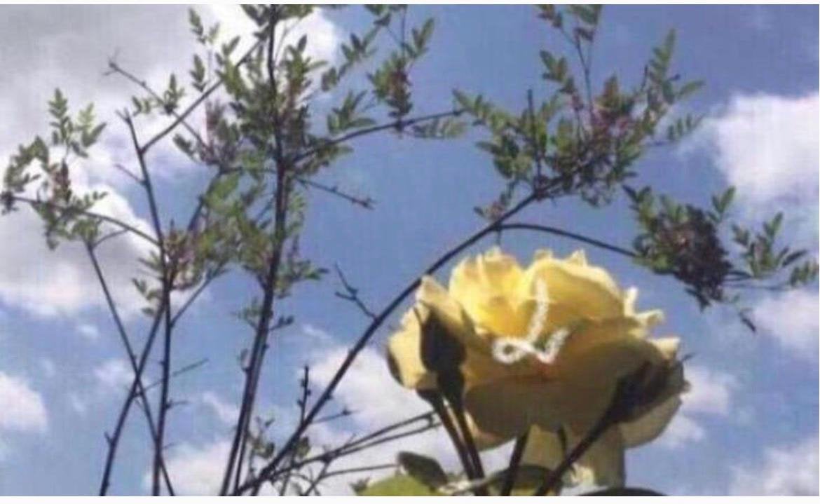 BIO Luxe geurende rozen in de potten diverse stekjes van, Overige soorten, Volle zon, Vaste plant, Ophalen of Verzenden