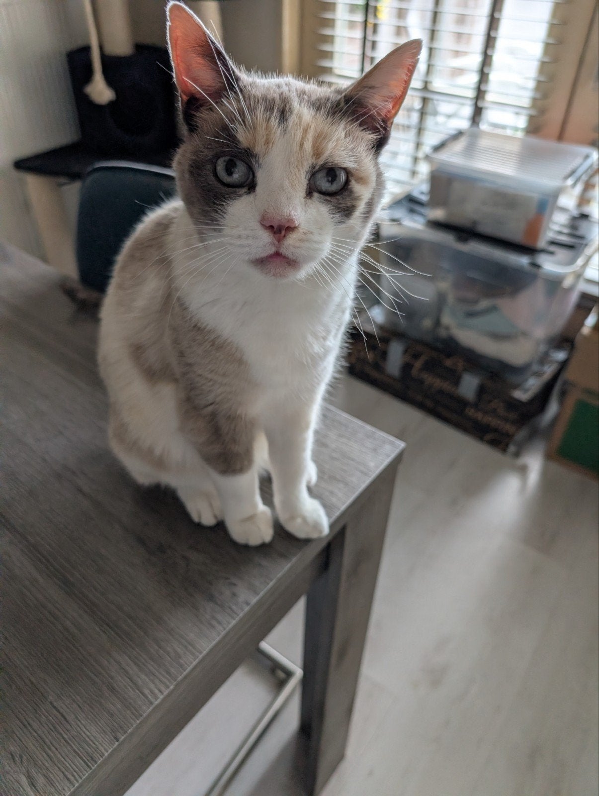 Poezen, Poes, Kortharig, 6 jaar of ouder