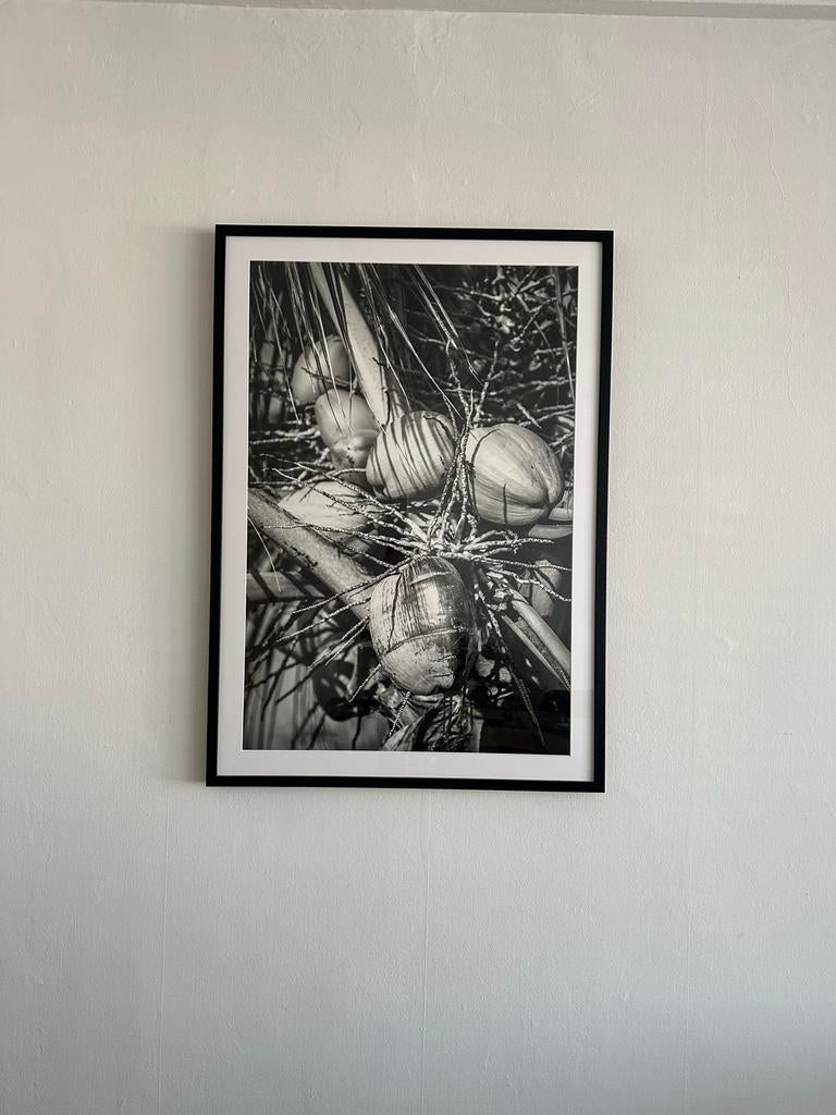 Zwart-wit foto's van kokosnoten en palmbladeren, Ophalen, Oorspronkelijke maker, Nieuw, 75 tot 100 cm