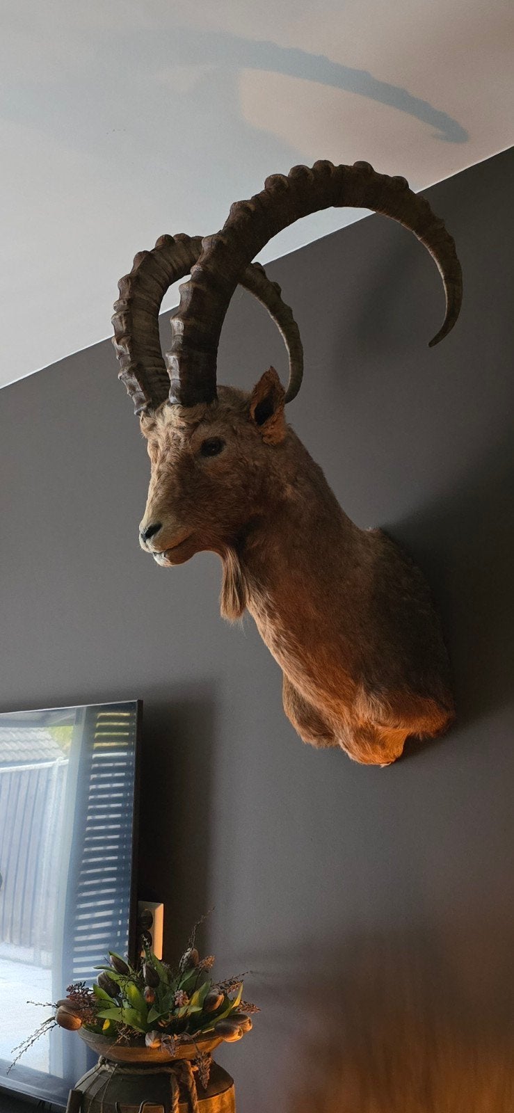 zeer mooie zeldzame  opgezette steenbok, Ophalen, Zo goed als nieuw, Vogel, Gewei of Kop
