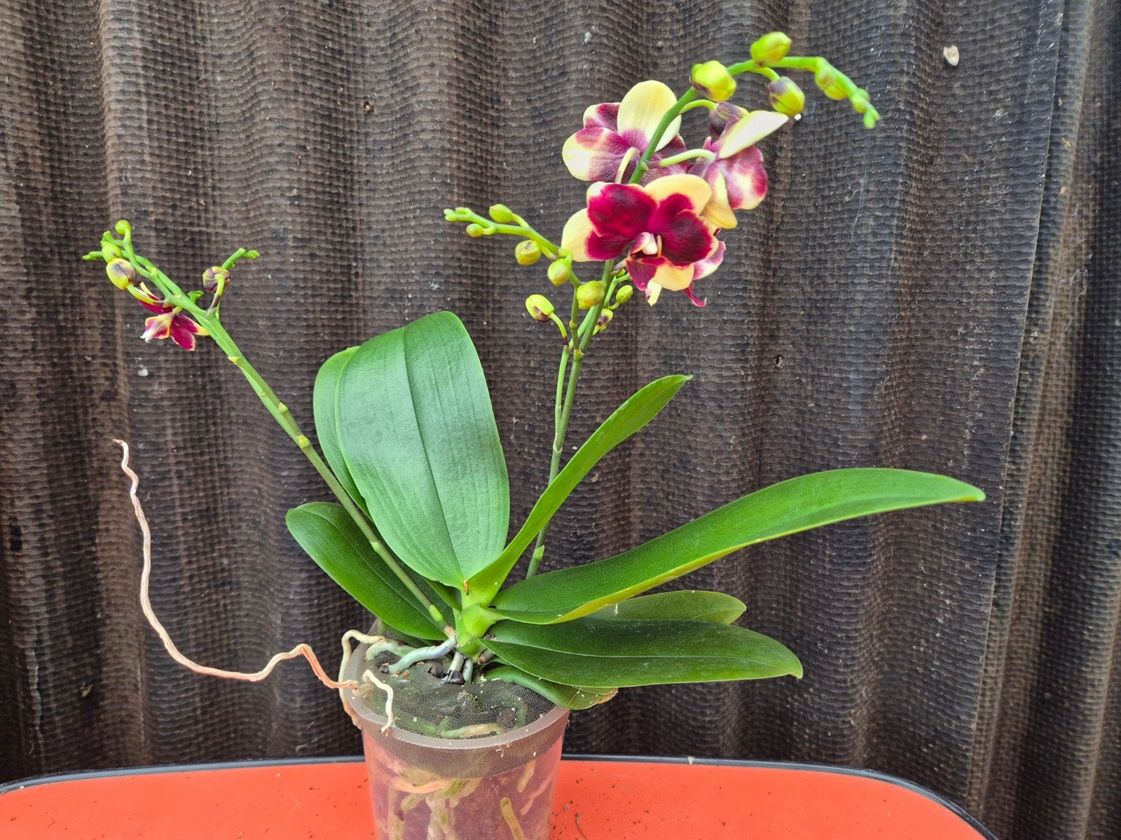 Orchidee Phalaenopsis Yellow Spotted p12 (3), Ophalen of Verzenden, Halfschaduw, Minder dan 100 cm