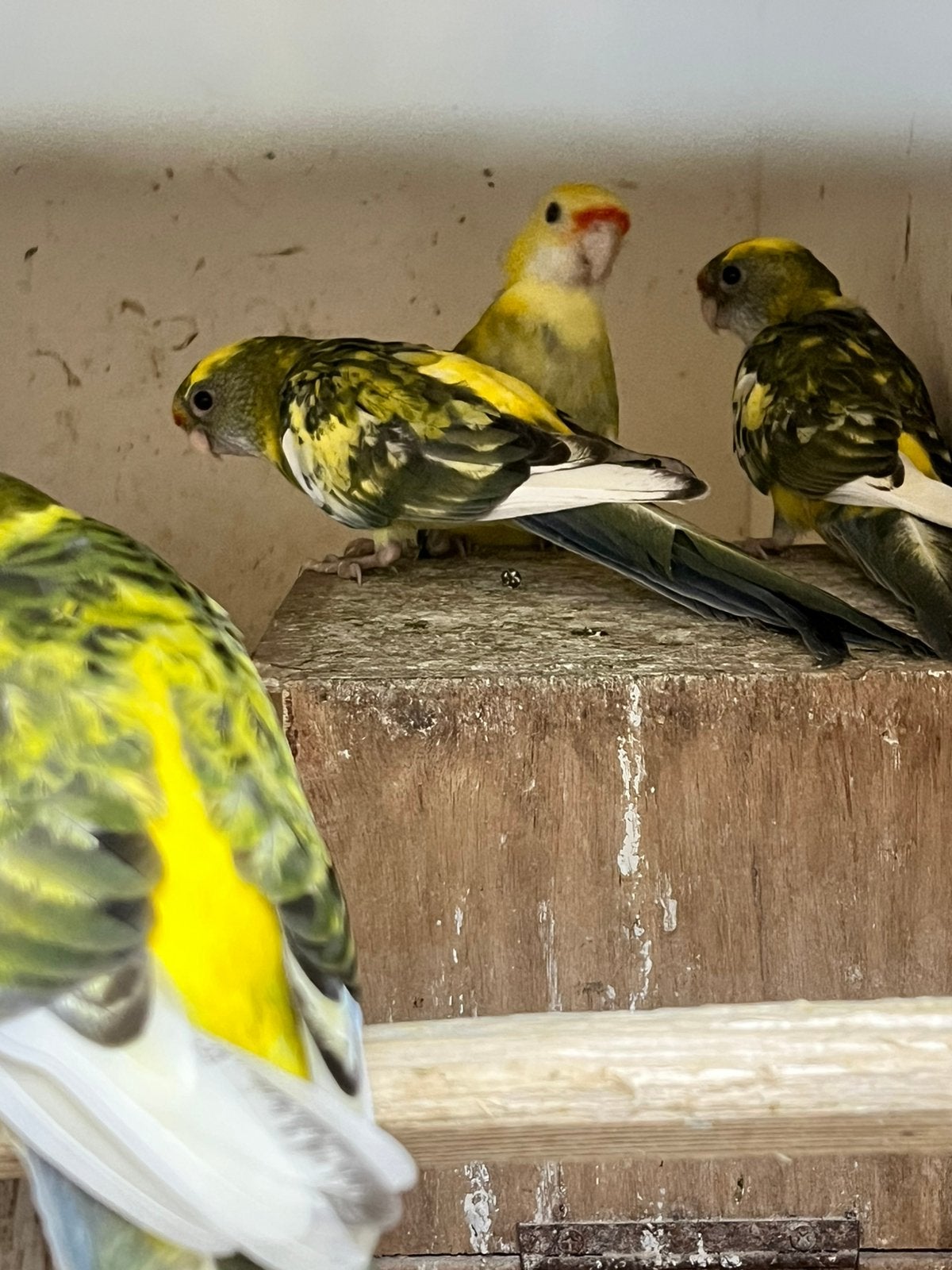 Te koop 3 bonte strogele rosella’s, Mannelijk, Geringd