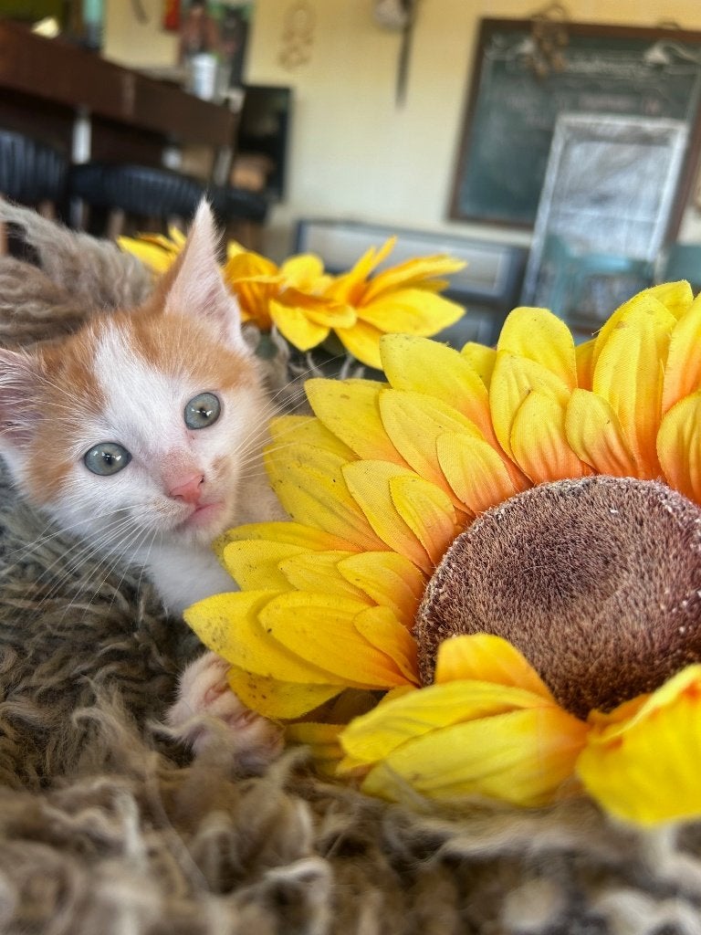 Knappe sociale rode kitten katers, mogen verhuizen!, Meerdere dieren, Kortharig, 0 tot 2 jaar