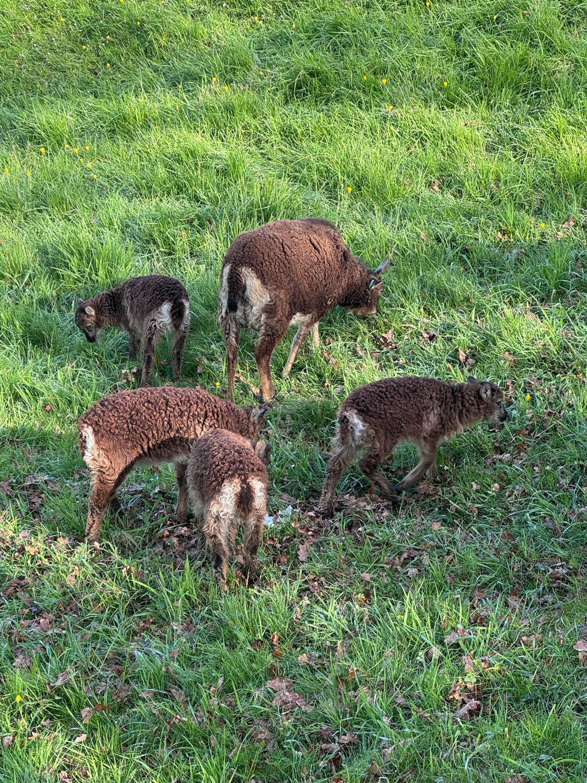 Soay ram lammetjes, Dieren en Toebehoren, Mannelijk, Schaap