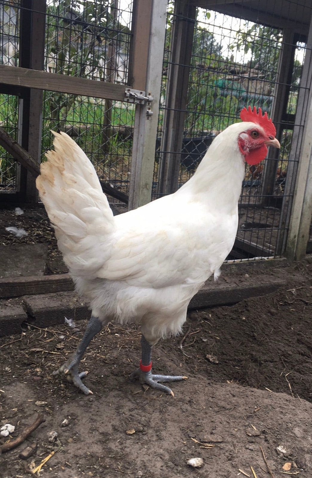 Jonge Poule de Bresse haan , hanen maart 2026, Mannelijk, Kip