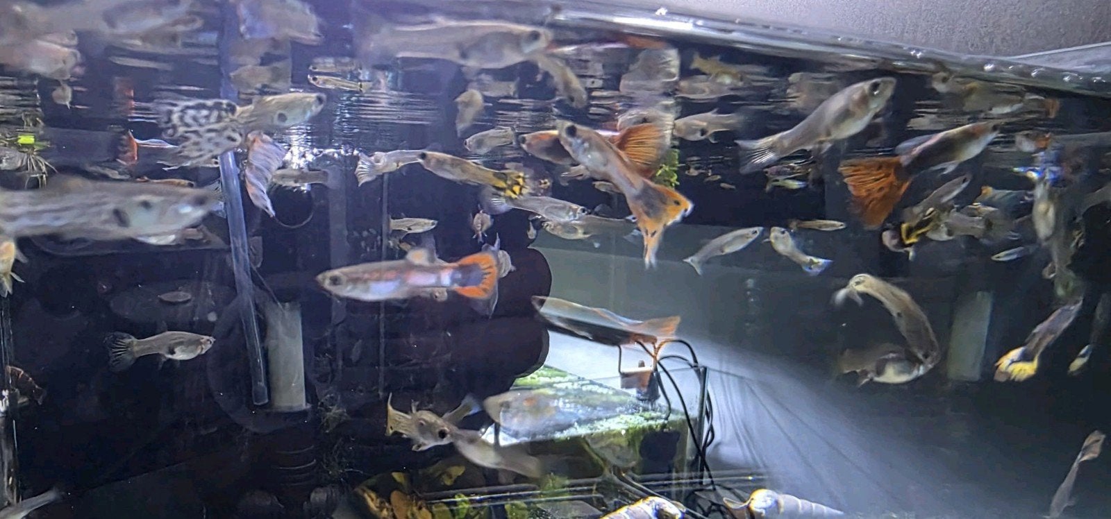 guppen mix/ guppy's mooie kleuren. 10 stuks voor €1,00, Dieren en Toebehoren, Vis, Zoetwatervis