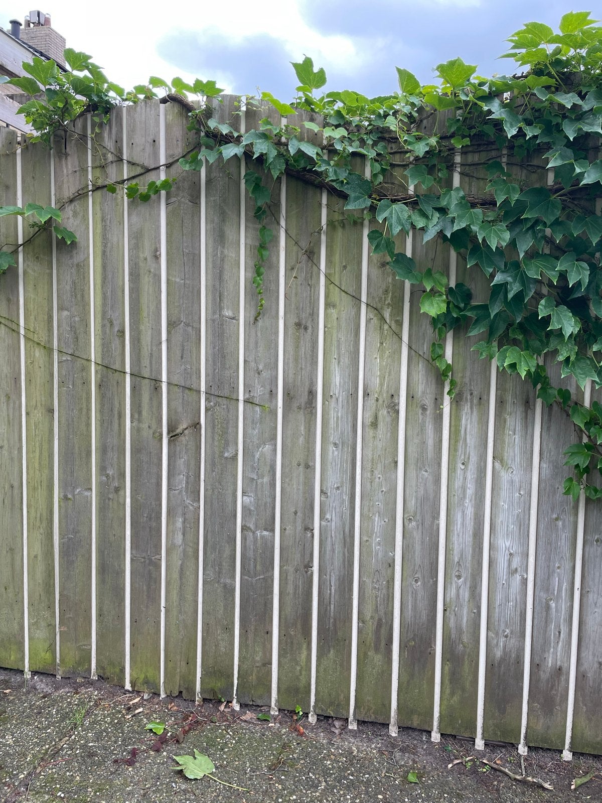 Hoge schutting van 7 meter met brede deur, Tuin en Terras, Ophalen, Gebruikt, 6 meter of meer, 2 meter of meer