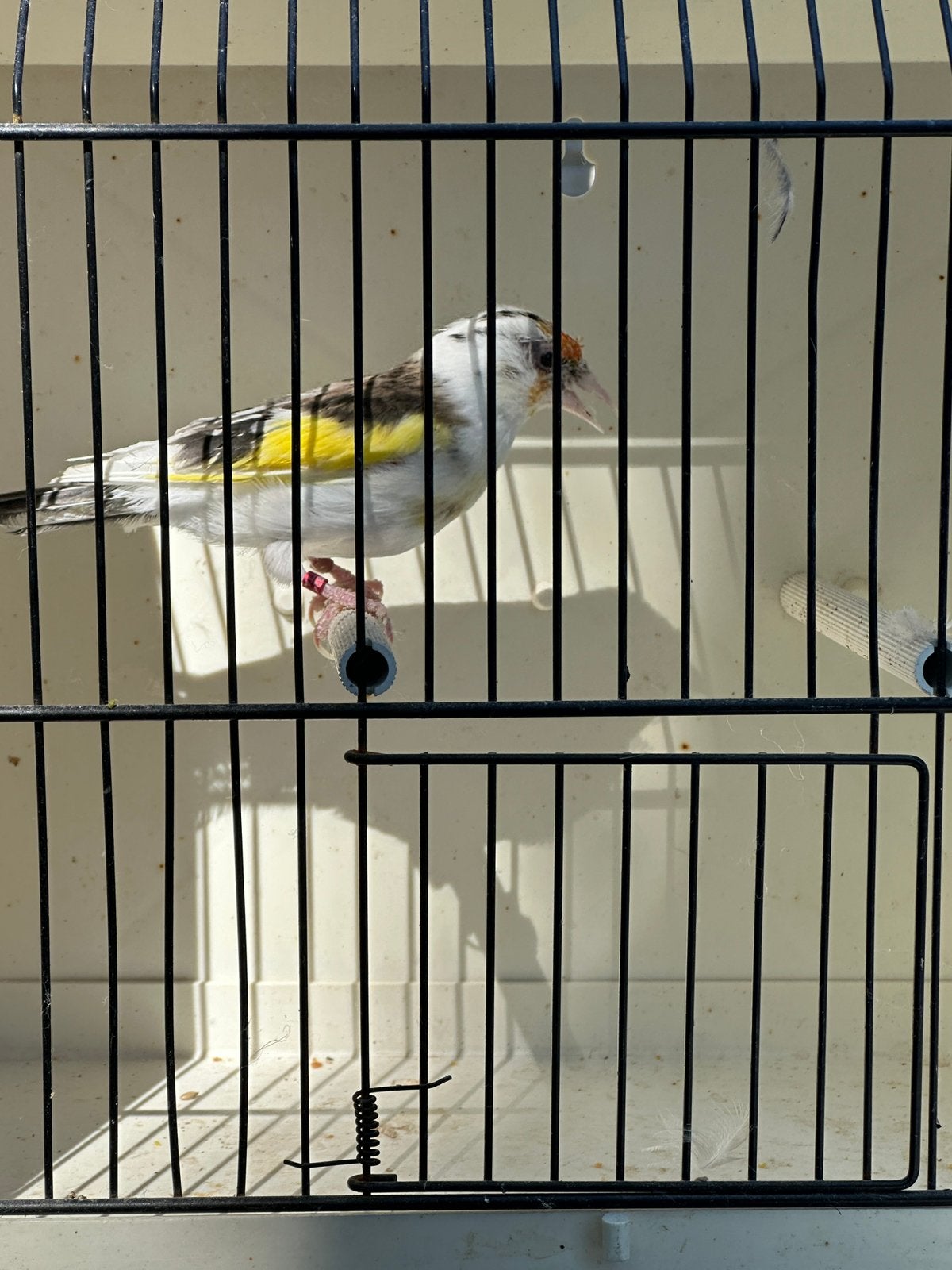 Bonte majoor putter man, Mannelijk, Wildzangvogel