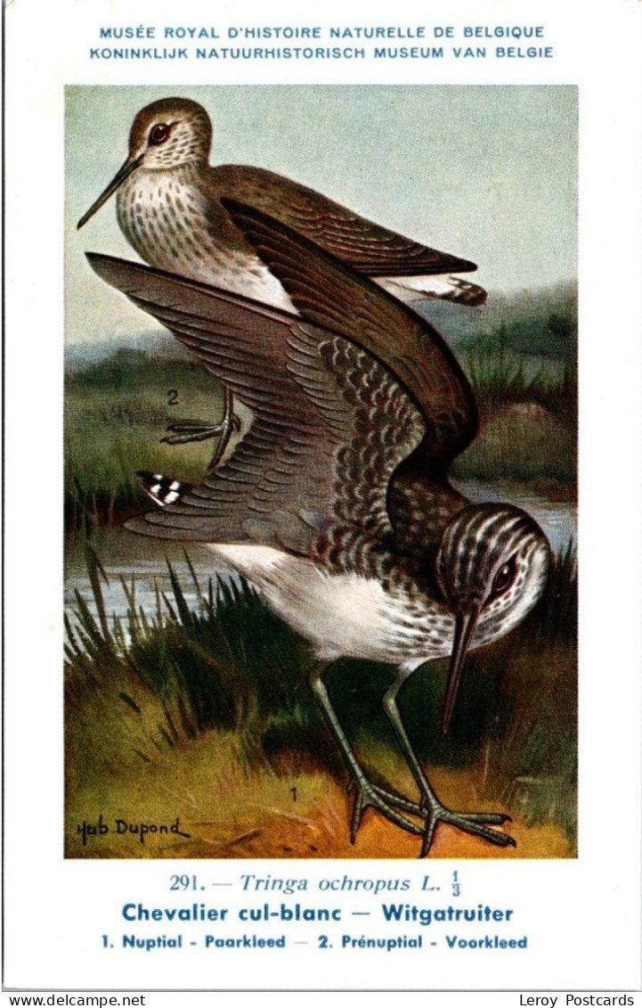 Witgatruiter / Green Sandpiper – Nº 291 – (KBIN / IRSNB), Verzenden, 1940 tot 1960, Ongelopen, Vogel