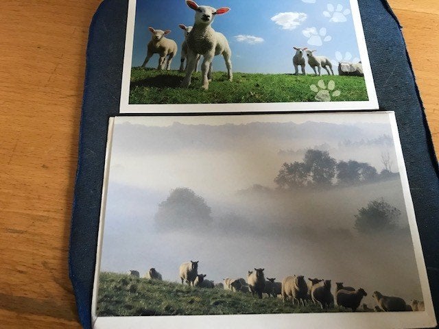 Schapen, Ophalen of Verzenden, Voor 1920, Ongelopen, Paard