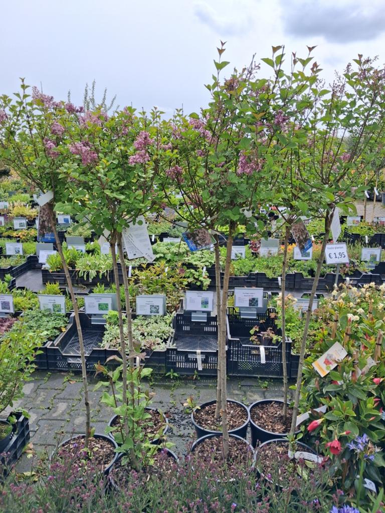 Sering 'Bloomerang Dark Purple' - Syringa meyeri 'Palibin', Ophalen of Verzenden, Overige soorten, Struik, 100 tot 250 cm