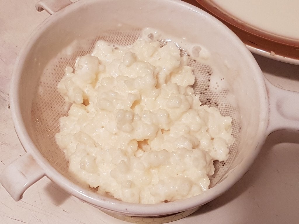 Melkkefir korrels met bio melk, kefirplantje 30gr, Ophalen, Nieuw, Overige typen