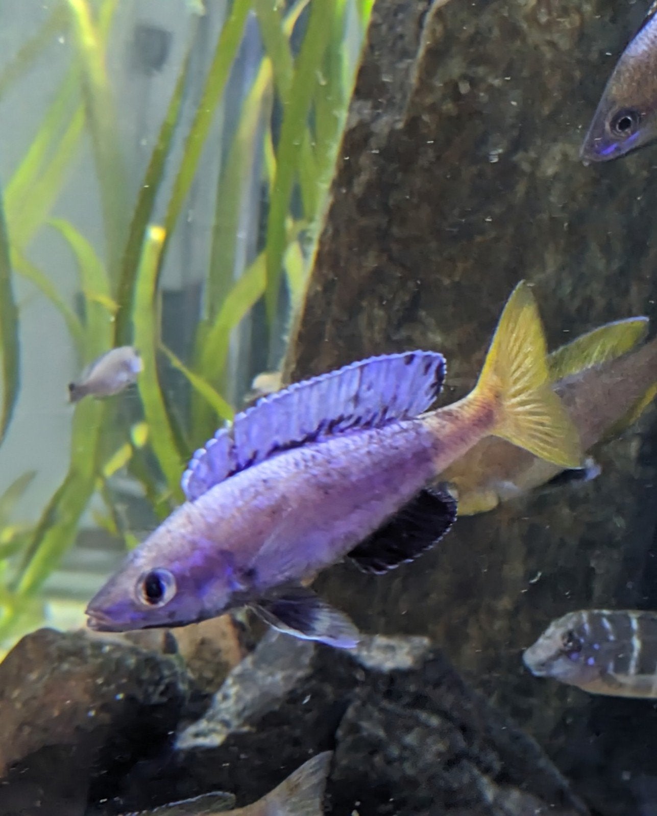 Cyprichromis Leptosoma Kitumba, Dieren en Toebehoren, Vissen | Aquariumvissen