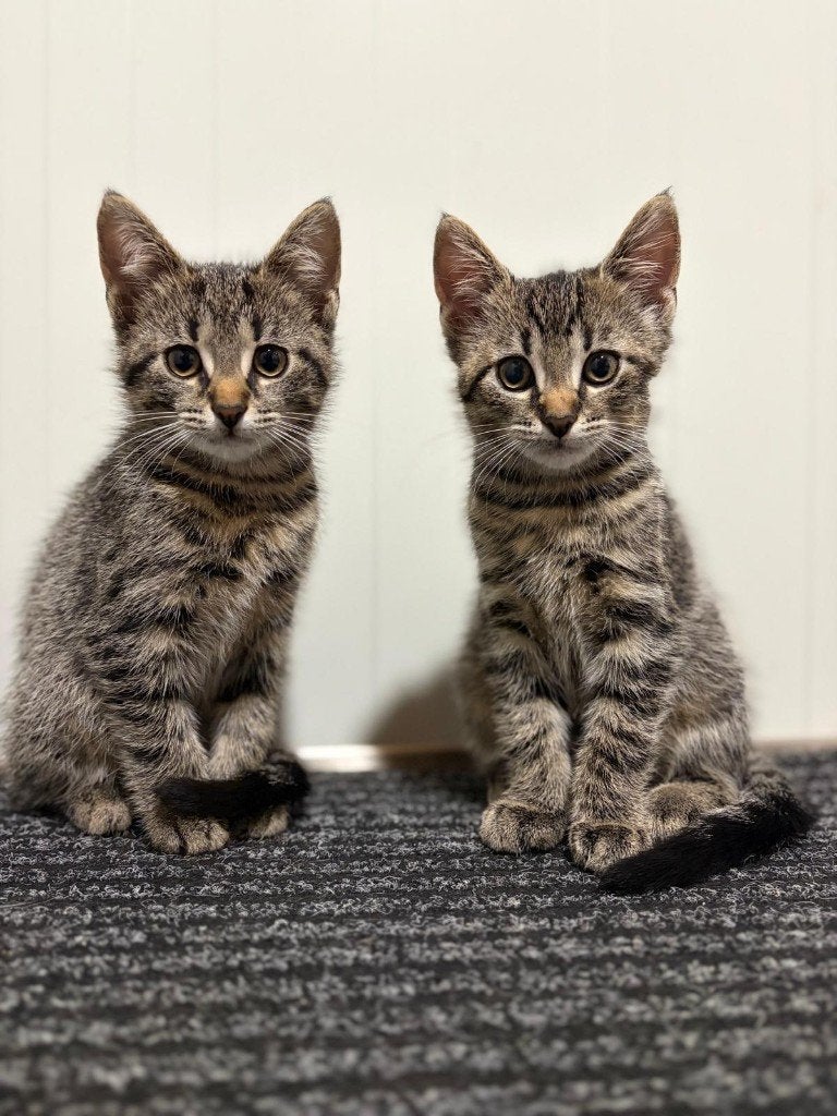 Mooie cypers grijze kittens – Mogen verhuizen, Poes, Kortharig, 0 tot 2 jaar
