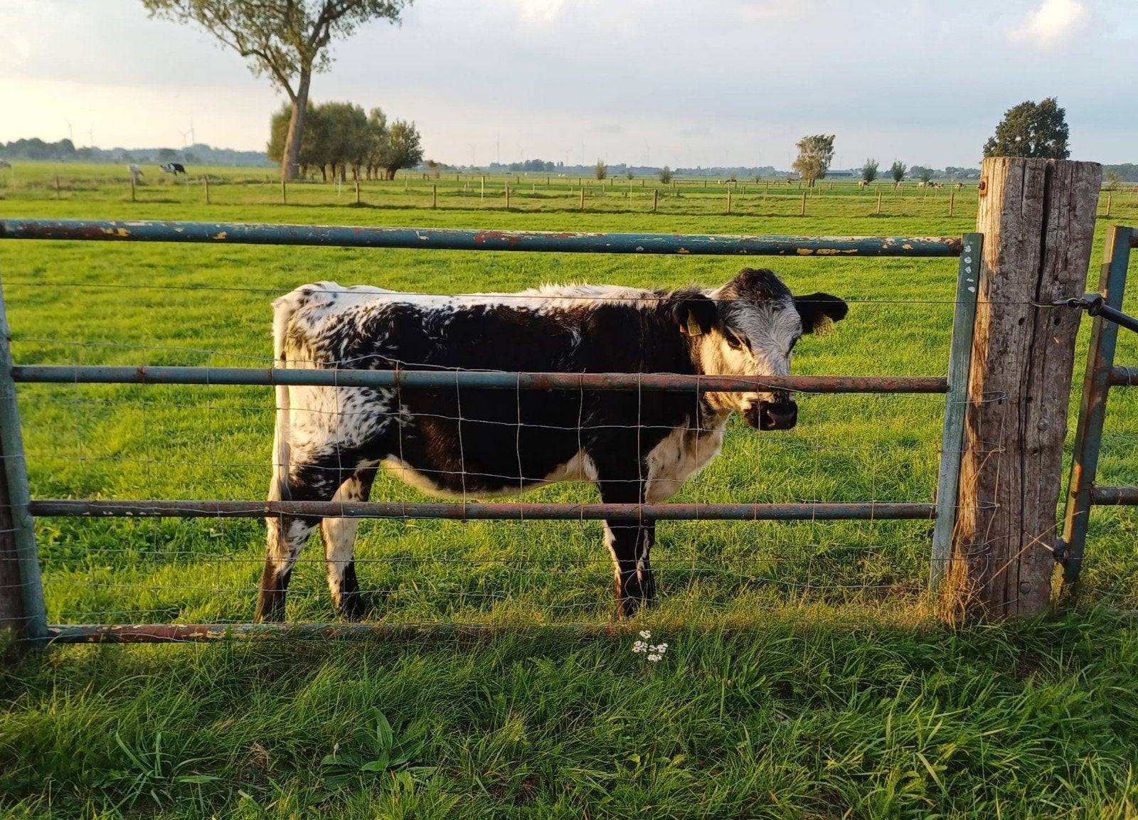 Te koop Vaarskalf 8mnd kruising Speckle Park, Dieren en Toebehoren, Vrouwelijk, 0 tot 2 jaar