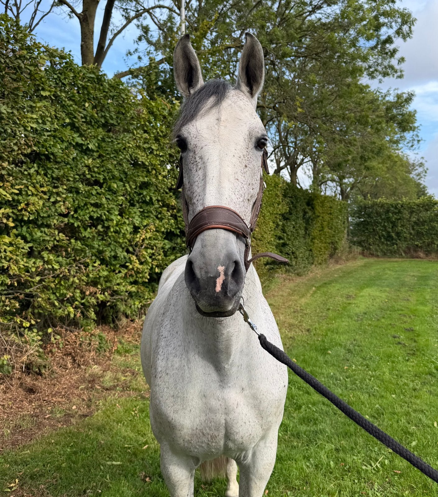 8 jarige Spaanse merrie Poderosa, Minder dan 160 cm, 7 tot 10 jaar, Recreatiepaard, Merrie