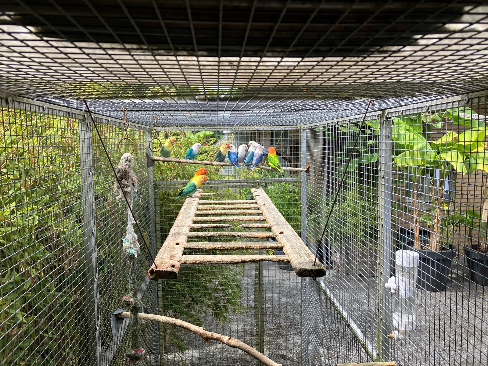 5 prachtige koppels Fischeri, Meerdere dieren, Geringd